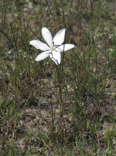 Milla valliflora, photographed by Carlos Martorell