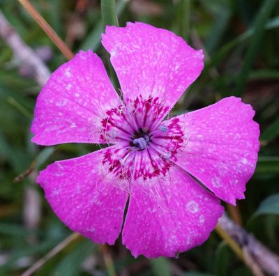 Dianthus alpinus, photographed by Patrick Hacker