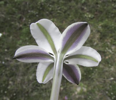 Milla valliflora, photographed by Carlos Martorell