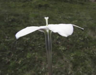 Milla valliflora, photographed by Carlos Martorell