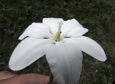 Milla valliflora, photographed by Carlos Martorell