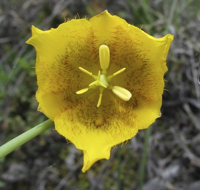 Calochortus barbatus, photographed by Carlos Martorell