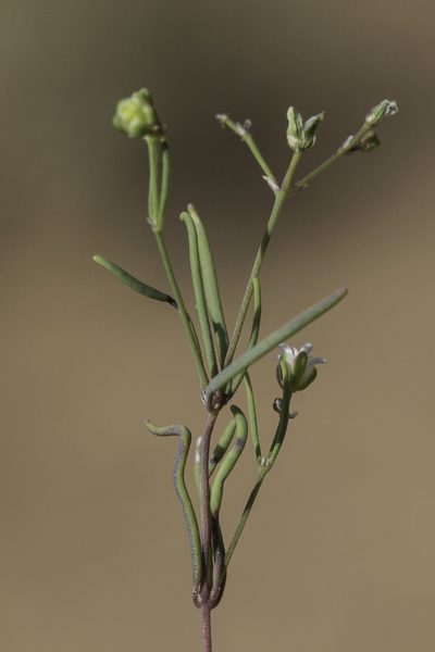 Drymaria molluginea, photographed by Craig Martin