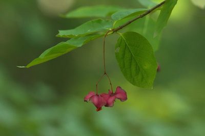 Euonymus latifolius, photographed by Вячеслав Юсупов