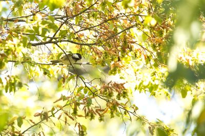 Carpinus orientalis, photographed by Вячеслав Юсупов