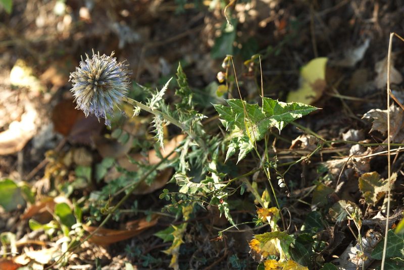 Echinops armatus, photographed by Вячеслав Юсупов