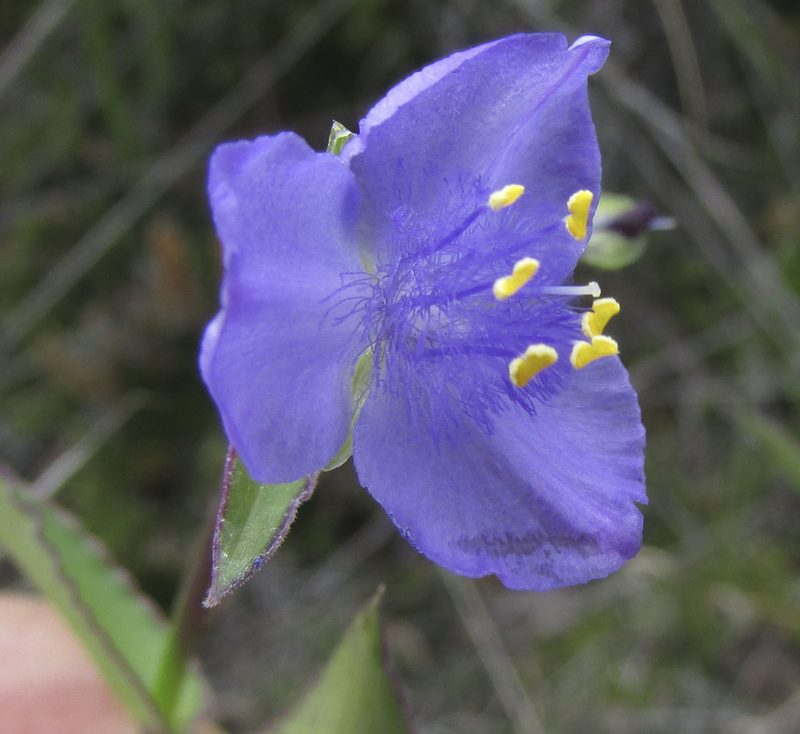 Gibasis consobrina, photographed by Carlos Martorell