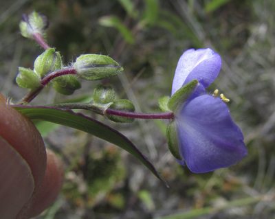 Gibasis consobrina, photographed by Carlos Martorell