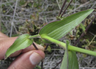 Gibasis consobrina, photographed by Carlos Martorell