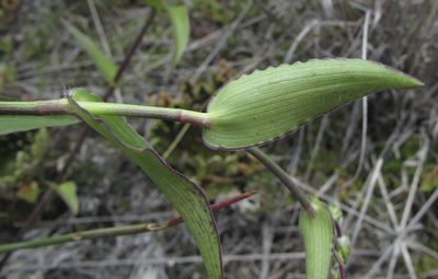 Gibasis consobrina, photographed by Carlos Martorell