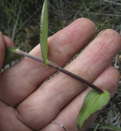 Gibasis consobrina, photographed by Carlos Martorell