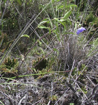 Gibasis consobrina, photographed by Carlos Martorell