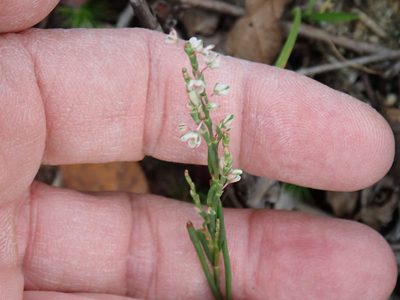 Polygonella articulata, photographed by Lynn Harper