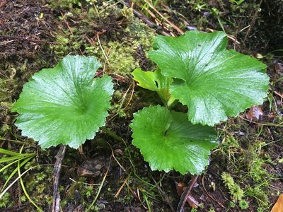 Azorella lyallii, photographed by Jon Sullivan