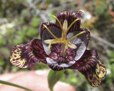 Tigridia bicolor, photographed by Carlos Martorell