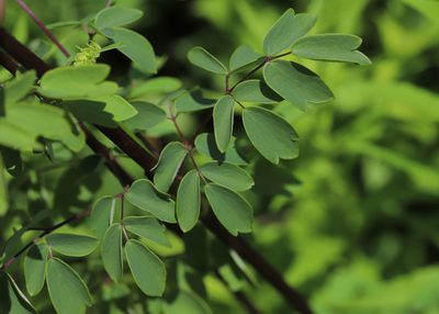 Thalictrum revolutum, photographed by Steve Waslo