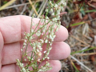 Polygonella articulata, photographed by Lynn Harper