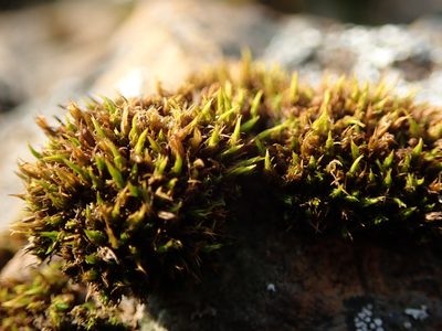 Schistidium maritimum, photographed by Randal