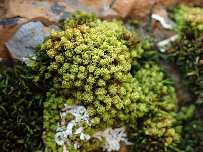 Bryomyces phyllanthus, photographed by Randal