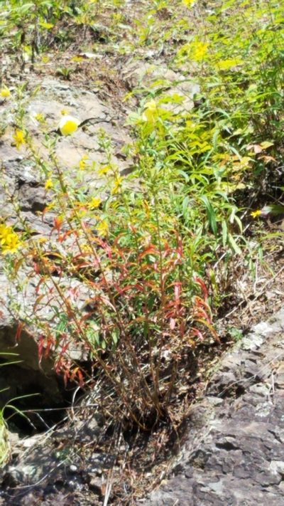 Oenothera argillicola, photographed by Lottery Discountz