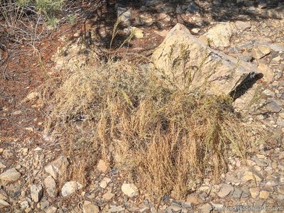 Artemisia nova, photographed by Tim Messick