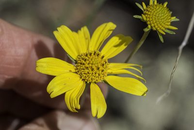 Heliomeris longifolia, photographed by Craig Martin