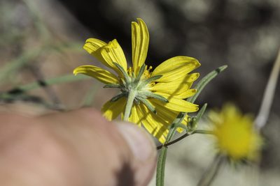 Heliomeris longifolia, photographed by Craig Martin