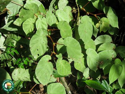 Begonia declinata, photographed by Diogo Luiz