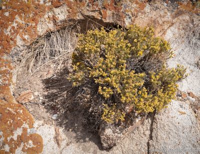 Ericameria nana, photographed by Tim Messick