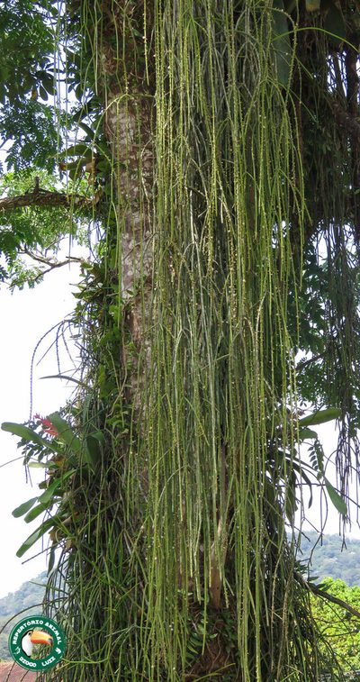 Rhipsalis lindbergiana, photographed by Diogo Luiz