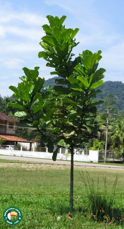 Ficus lyrata, photographed by Diogo Luiz