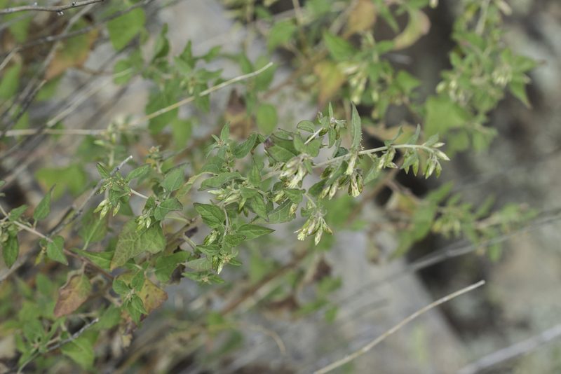 Brickellia rusbyi, photographed by Craig Martin