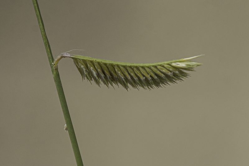 Bouteloua breviseta, photographed by Craig Martin