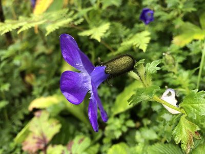 Cyananthus lobatus, photographed by Dee Shea Himes