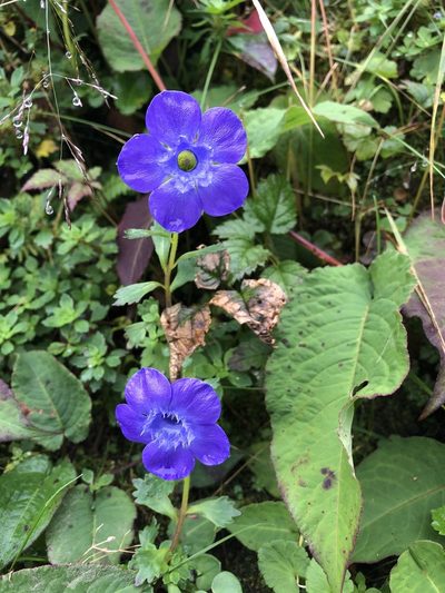 Cyananthus lobatus, photographed by Dee Shea Himes