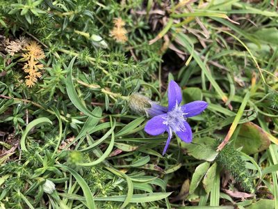 Cyananthus microphyllus, photographed by Dee Shea Himes