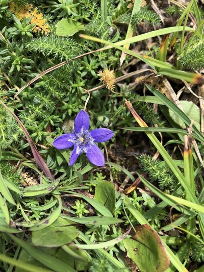 Cyananthus microphyllus, photographed by Dee Shea Himes