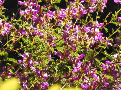 Dalea frutescens, photographed by saltyhiker