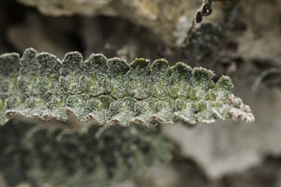 Astrolepis integerrima, photographed by Craig Martin