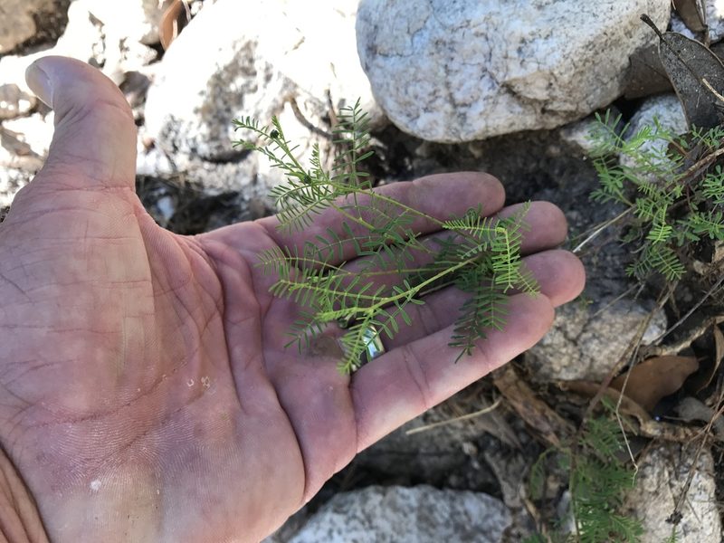 Dalea lumholtzii, photographed by CK2AZ