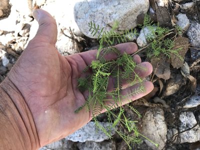 Dalea lumholtzii, photographed by CK2AZ