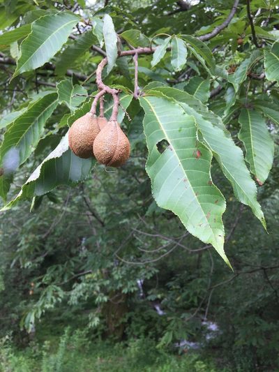 Aesculus indica, photographed by Dee Shea Himes