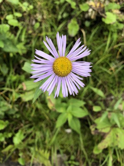 Erigeron multiradiatus, photographed by Dee Shea Himes