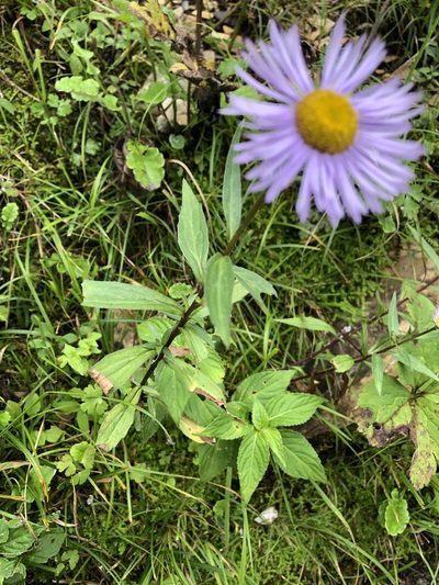 Erigeron multiradiatus, photographed by Dee Shea Himes