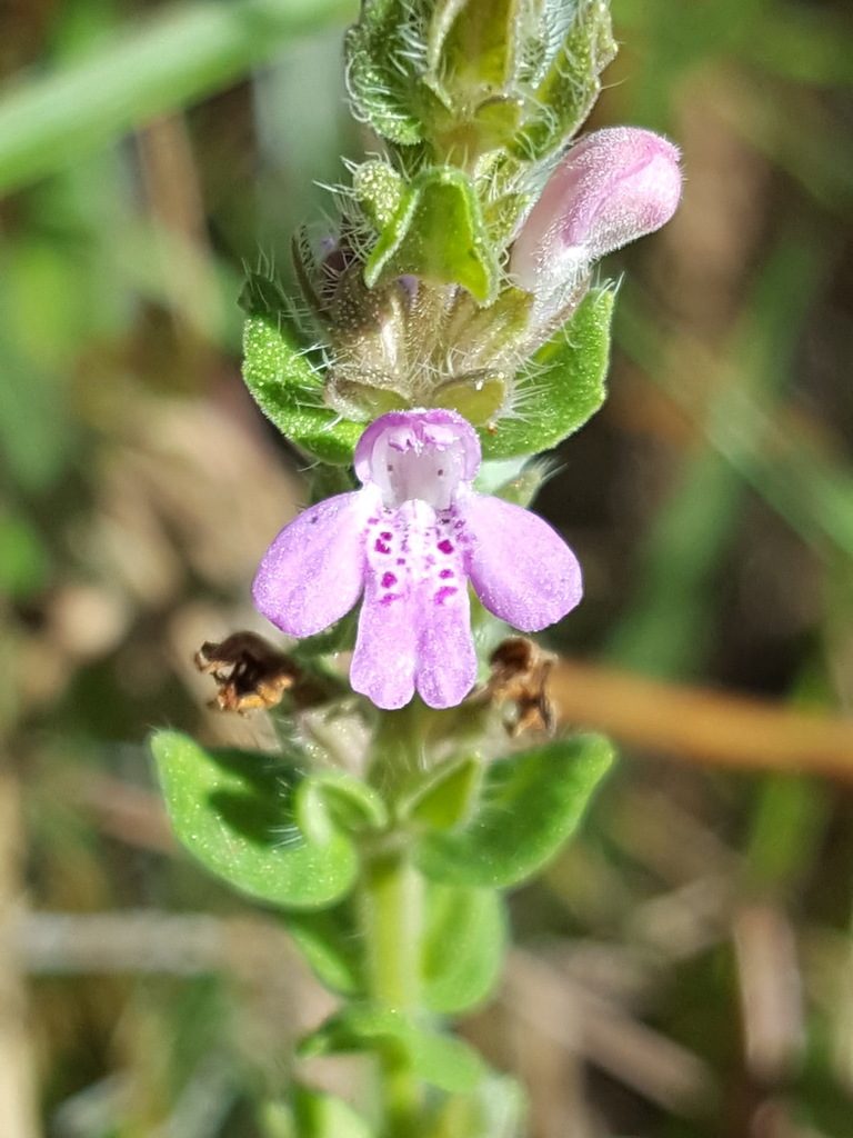Stachydeoma graveolens, photographed by Alex Abair