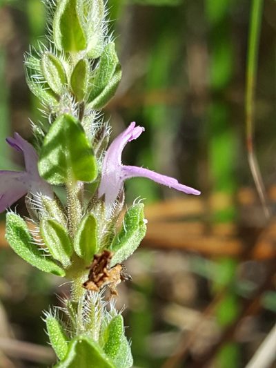 Stachydeoma graveolens, photographed by Alex Abair