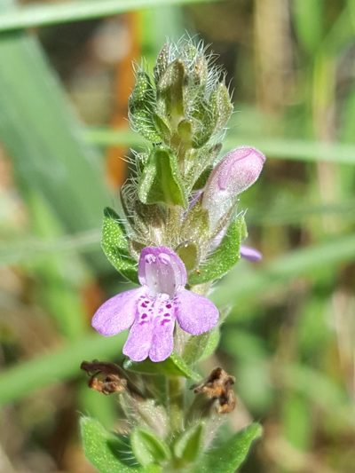 Stachydeoma graveolens, photographed by Alex Abair