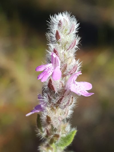 Stachydeoma graveolens, photographed by Alex Abair