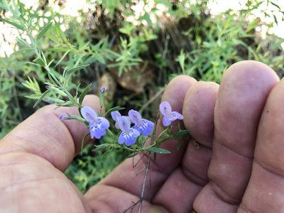 Hedeoma hyssopifolia, photographed by CK2AZ