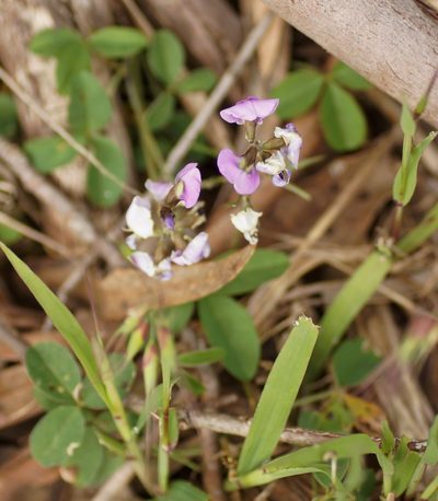 Glycine latrobeana, photographed by Rod Lowther
